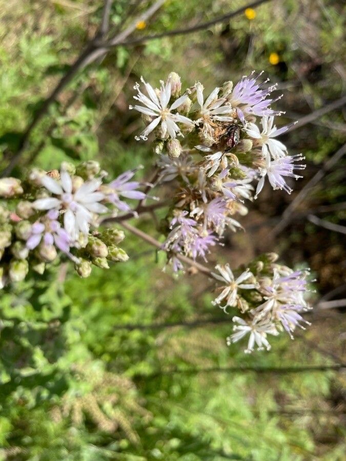 Baccharoides lasiopus flower