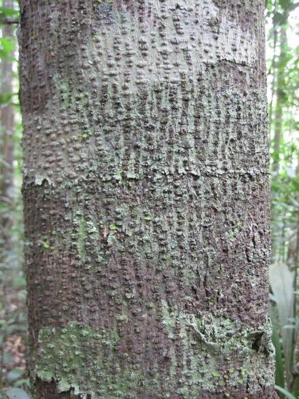 Annona prevostiae bark