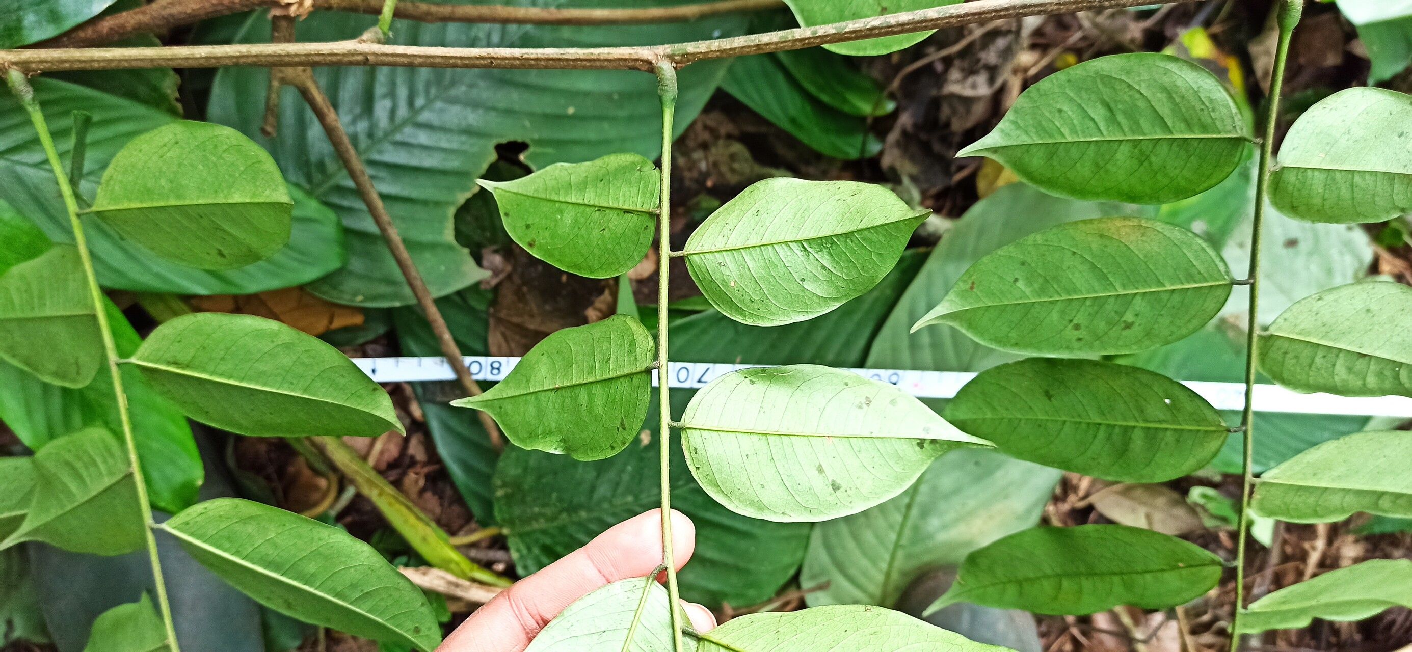 Pterocarpus soyauxii — search result for 'Gabon'