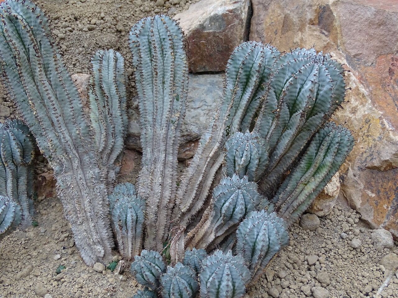 Euphorbia inermis habit