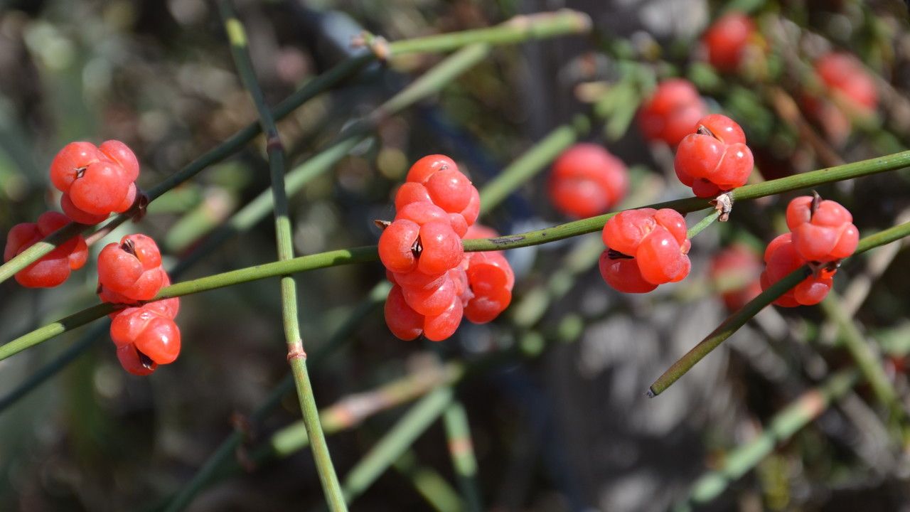 Ephedra distachya fruit