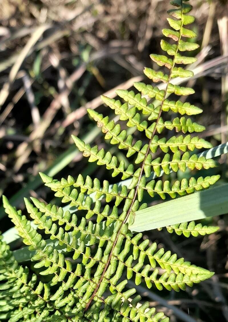 Hemionitis chlorophylla leaf