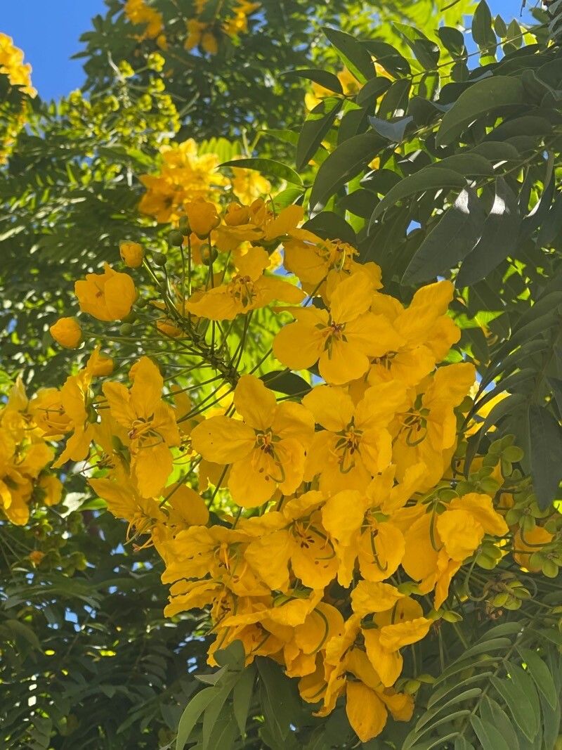 Cassia leptophylla flower
