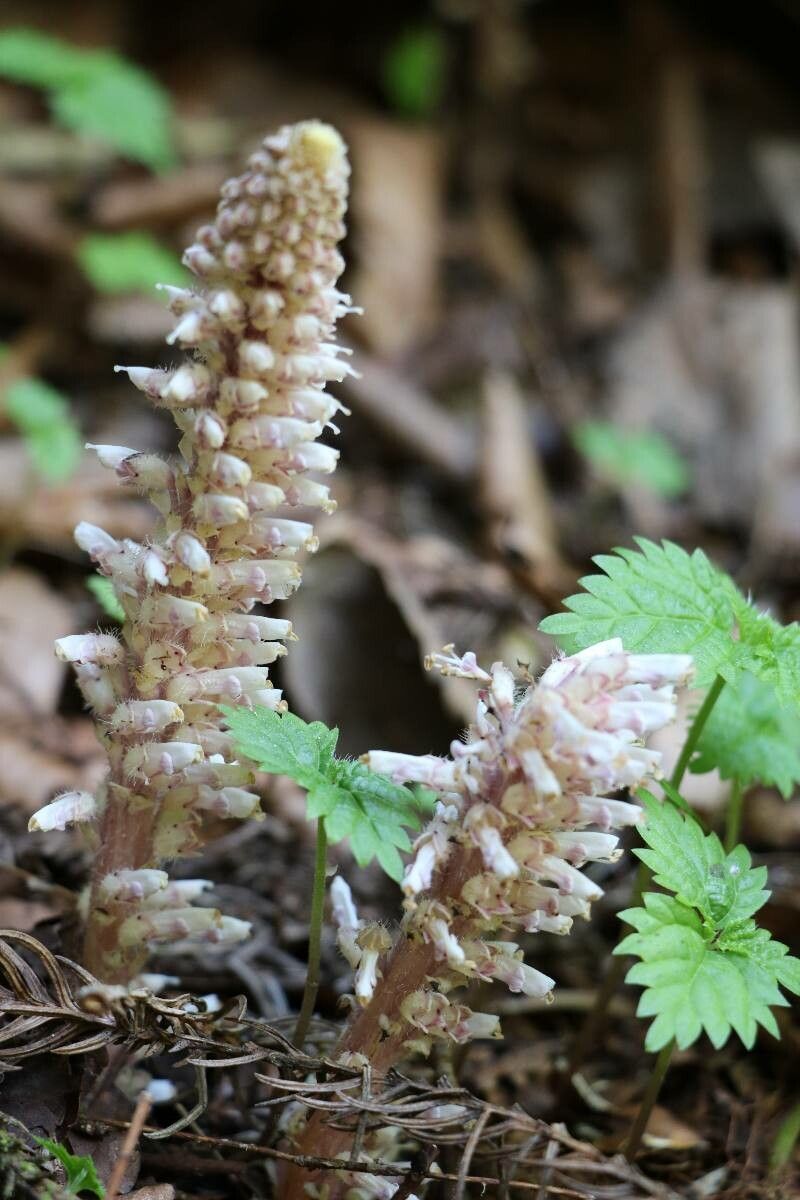 Lathraea japonica — related species from the same genus