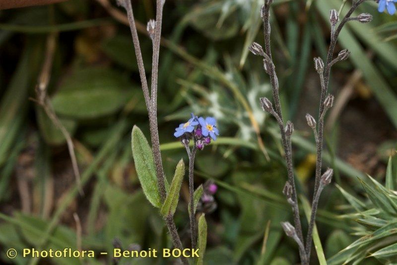 Myosotis atlantica other