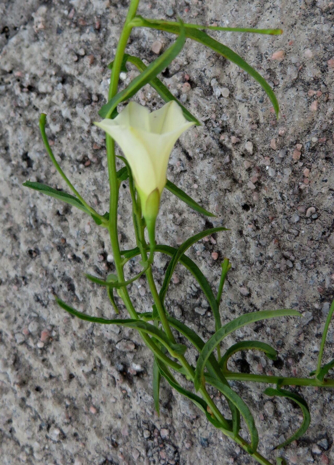 Xenostegia tridentata habit