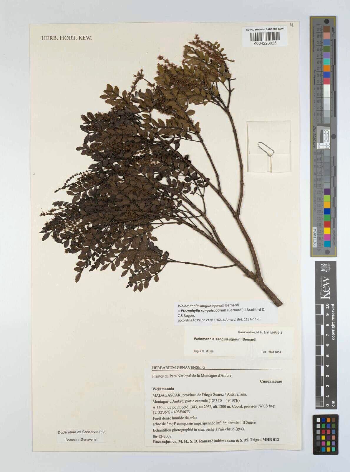 Pterophylla sanguisugarum — houseplant care guide