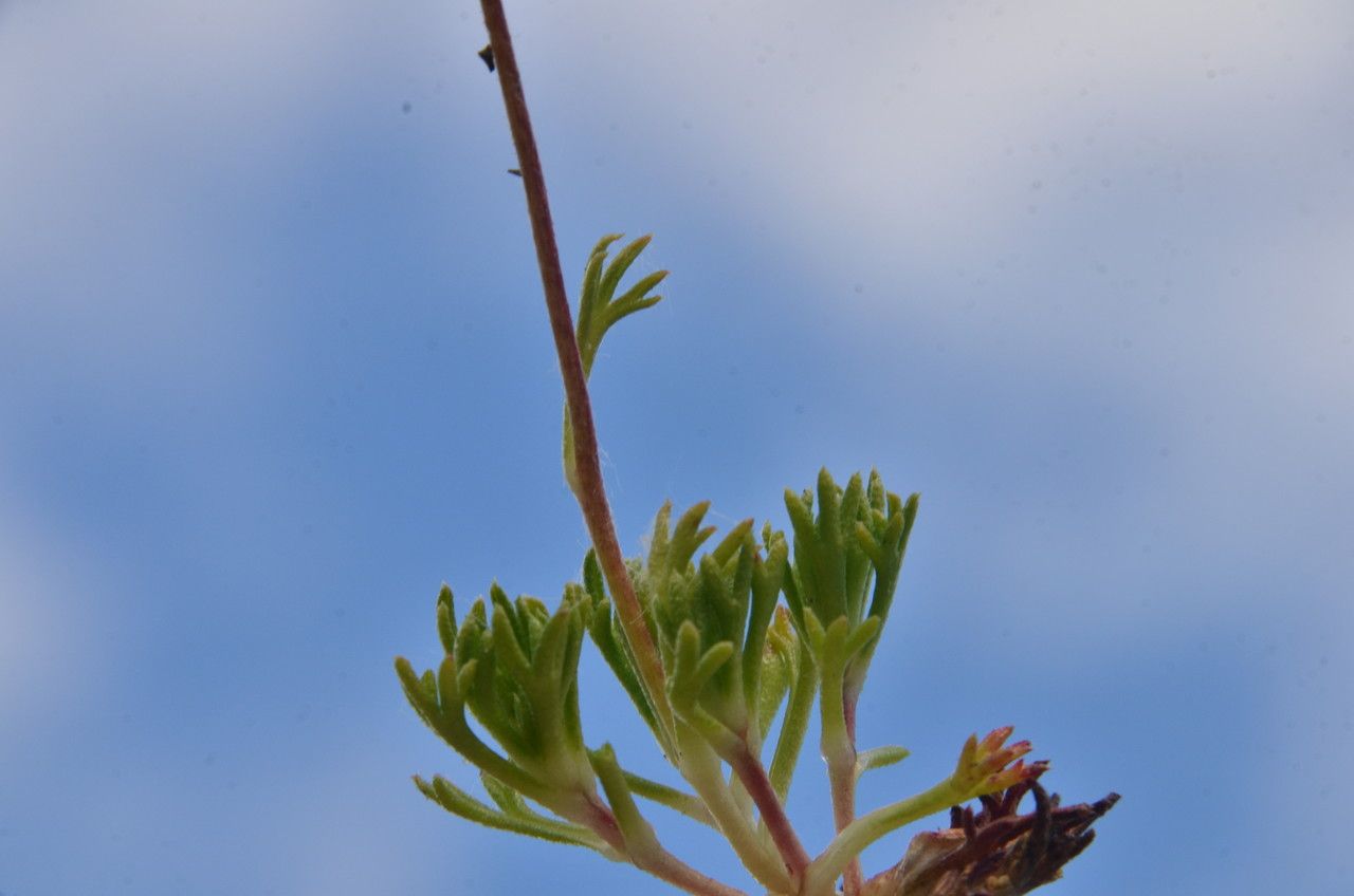 Saxifraga intricata — search result for 'Saxifraga'