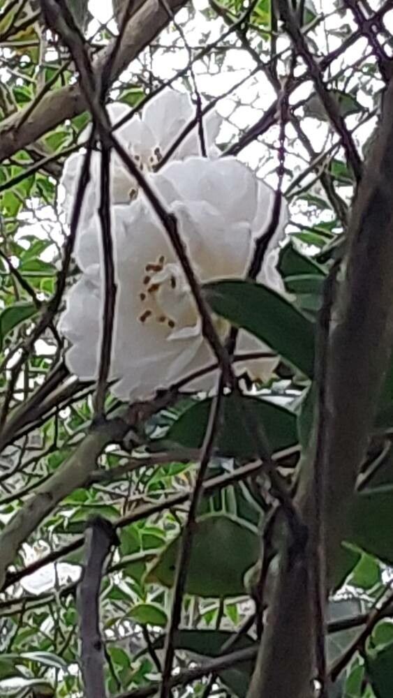 Camellia × vernalis flower