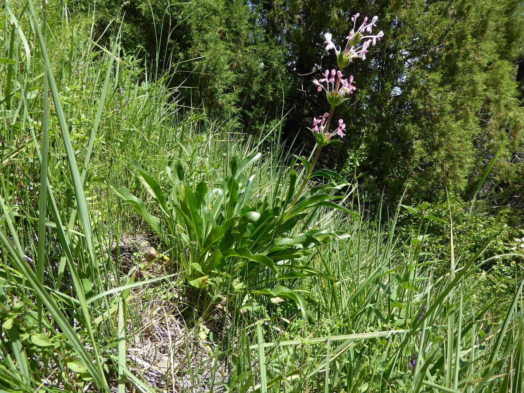 Morina kokanica habit