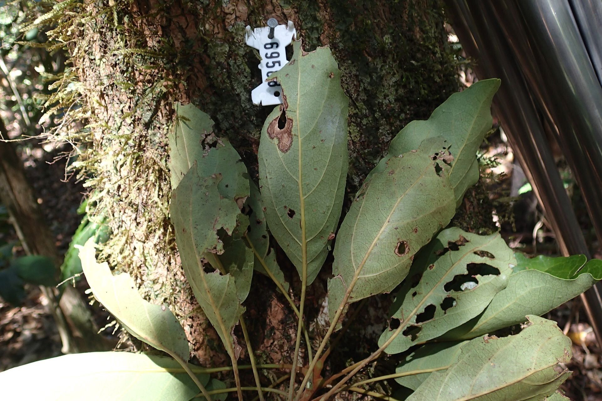 Kermadecia elliptica — related species from the same genus