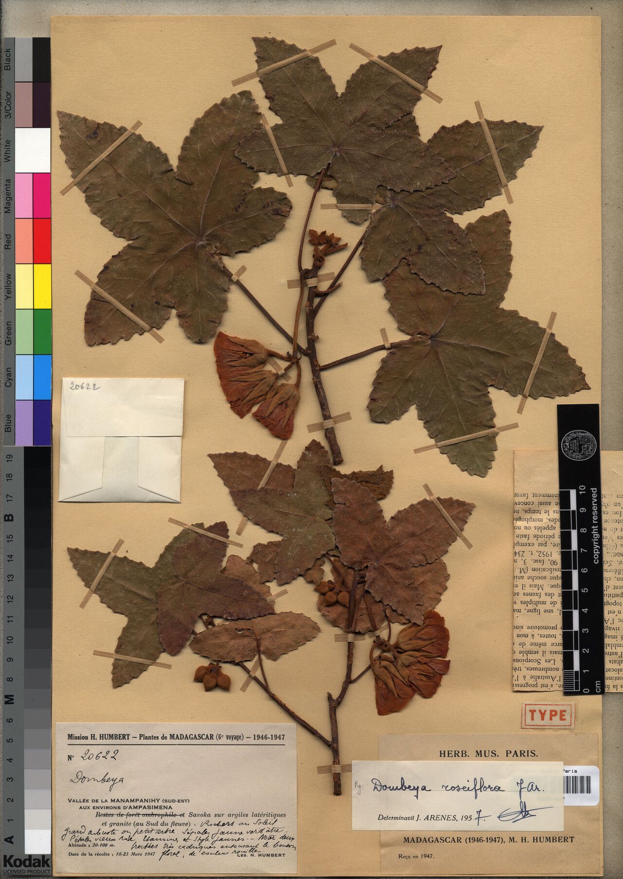 Dombeya roseiflora — houseplant care guide