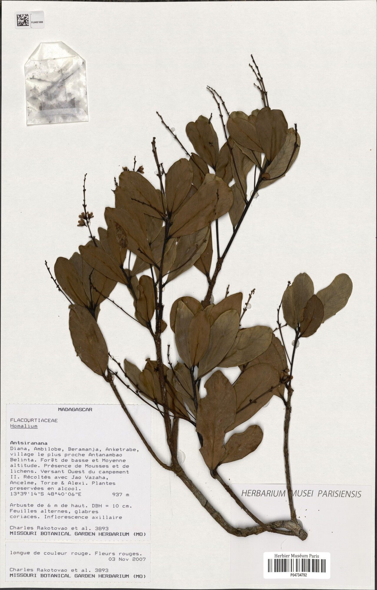 Homalium capuronii — houseplant care guide