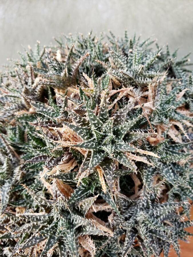 Aloe haworthioides leaf