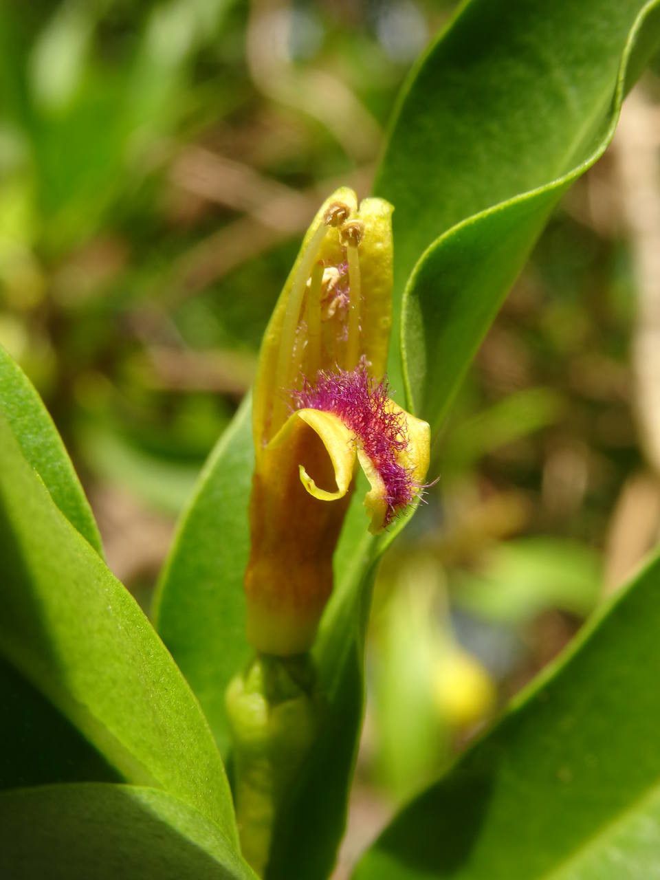Bontia daphnoides flower