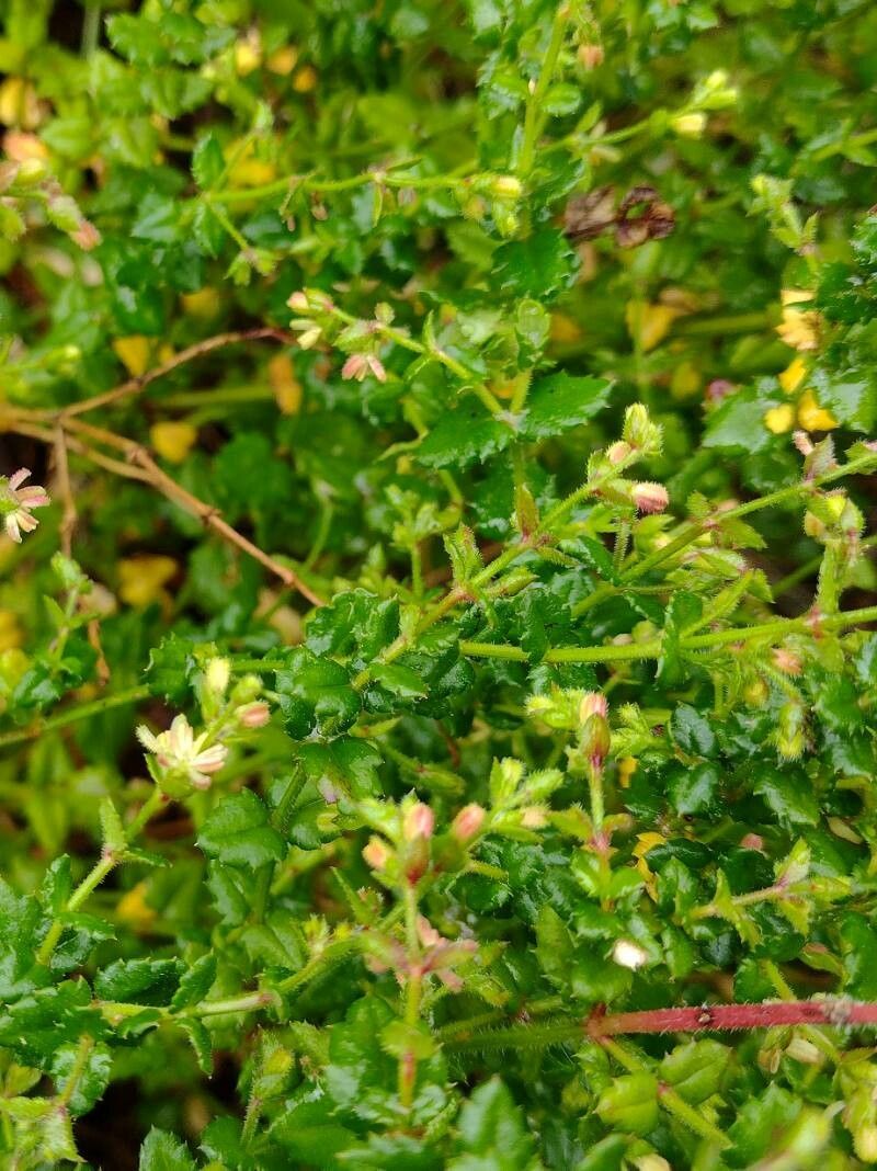 Gonocarpus teucrioides habit