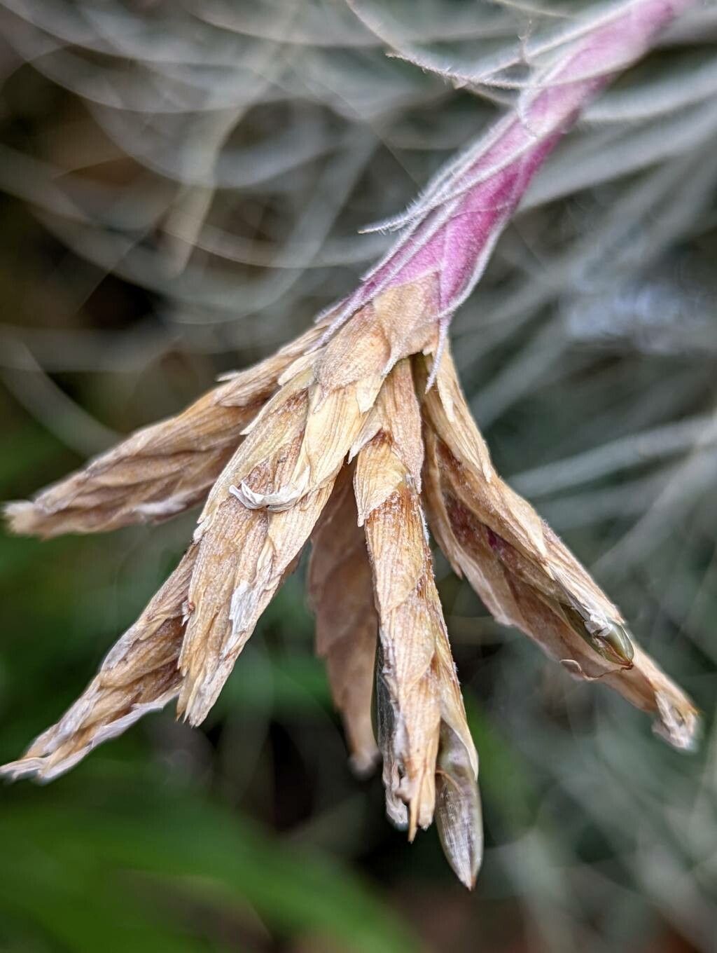 Tillandsia tectorum fruit