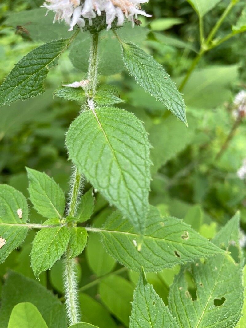 Blephilia hirsuta — search result for 'Eastern and central North America'