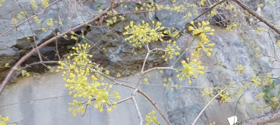 Cornus officinalis flower