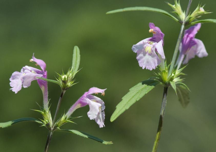 Galeopsis reuteri flower