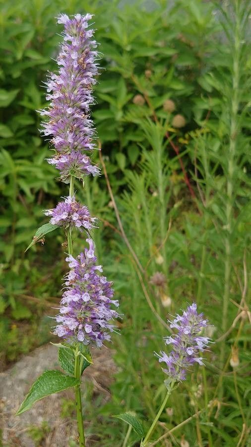 Blephilia ciliata other