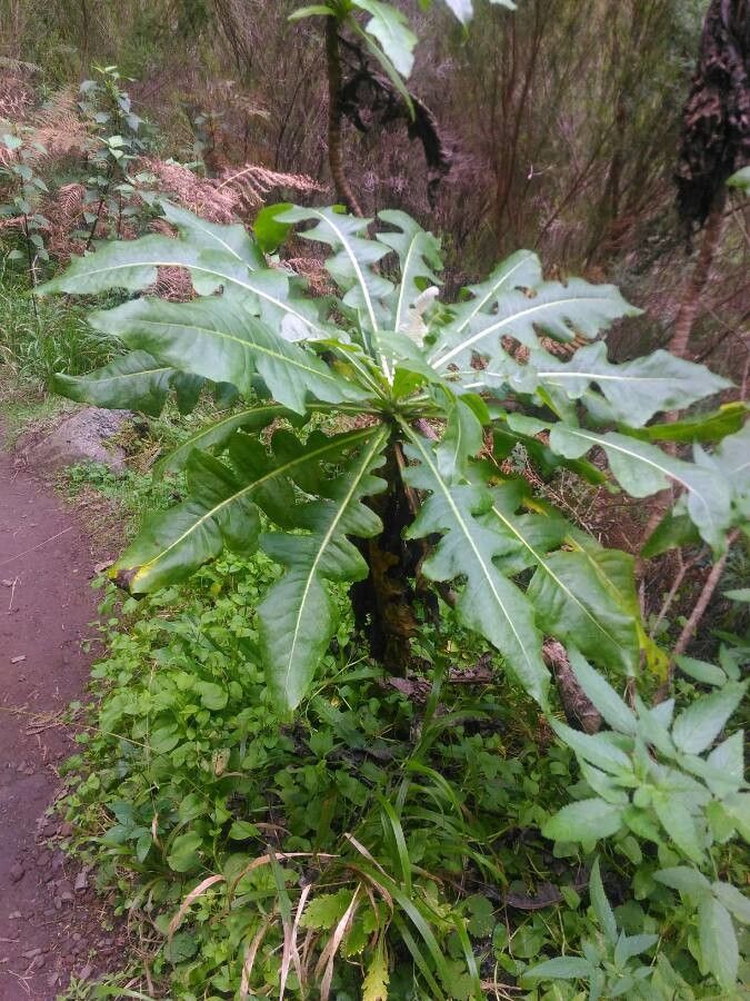 Sonchus congestus — search result for 'Canary Islands'