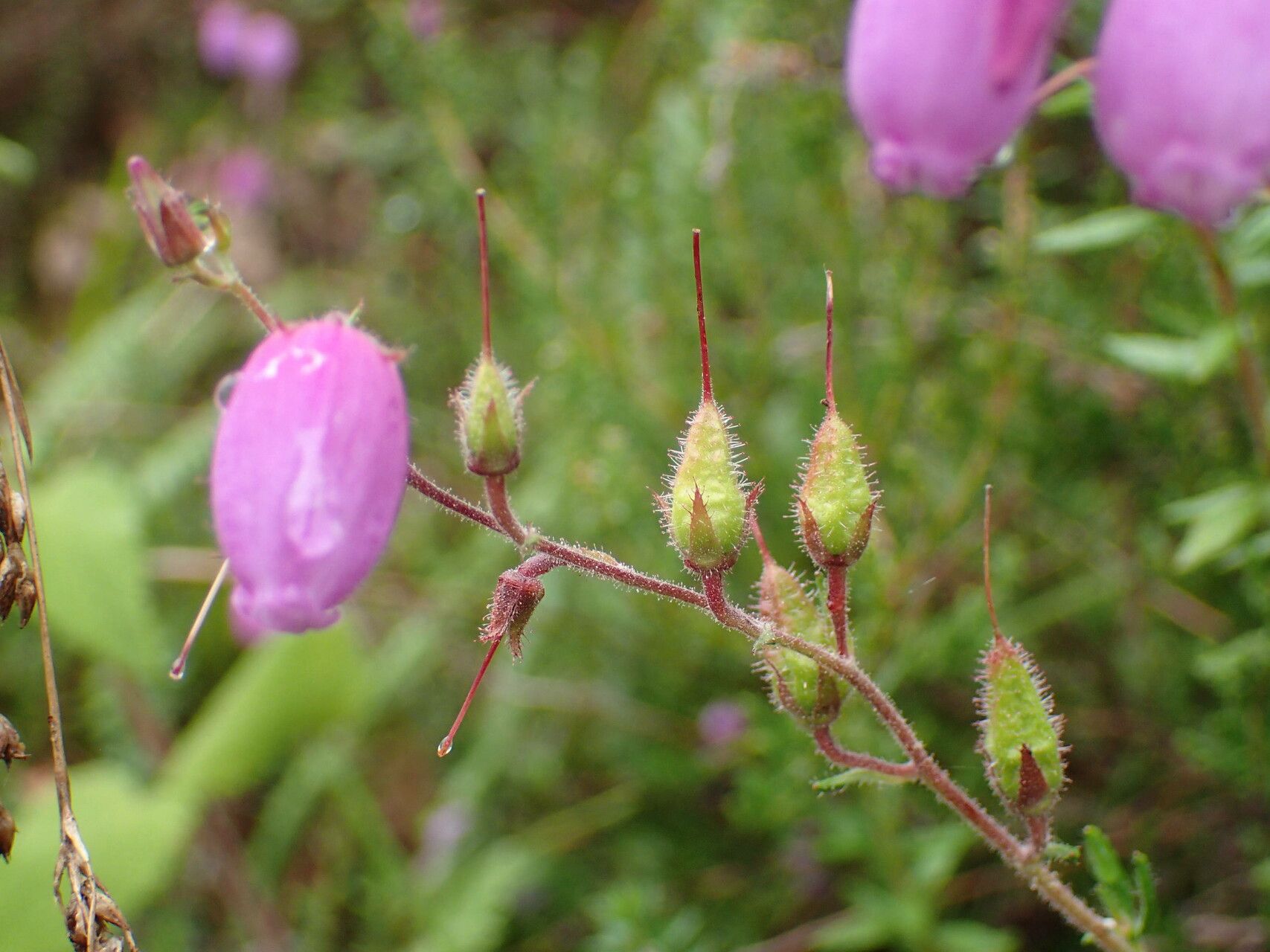 Daboecia cantabrica fruit