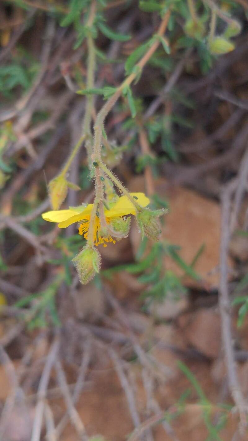 Fumana viridis flower