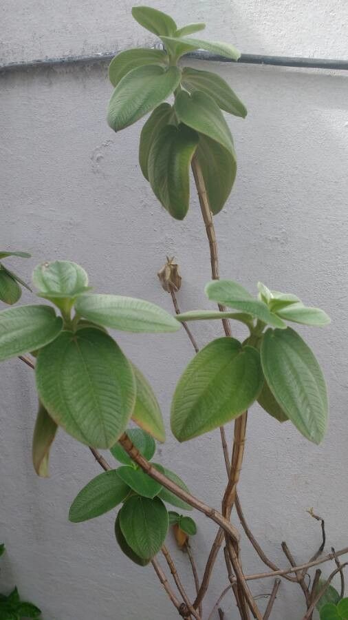 Tibouchina heteromalla — search result for 'Melastomataceae'