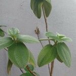 Tibouchina heteromalla