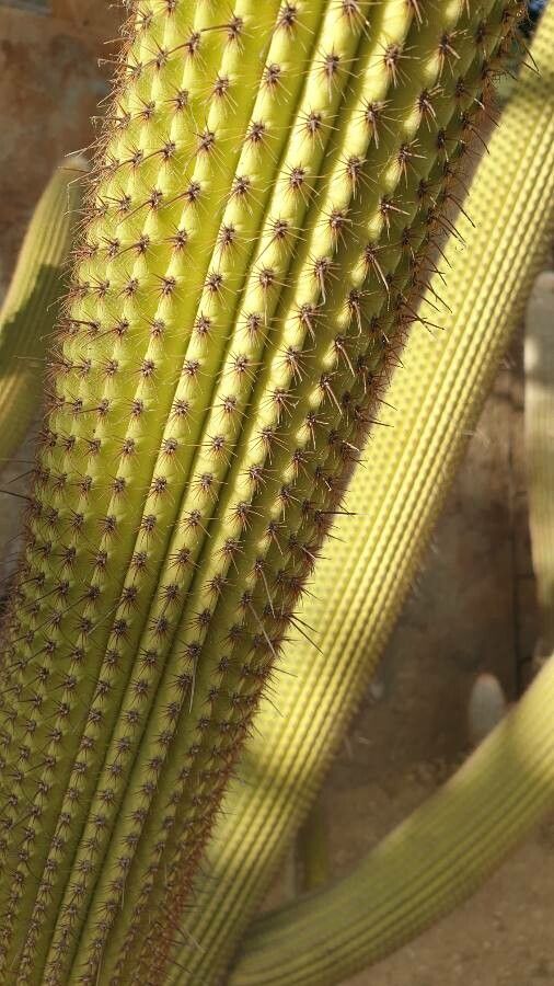 Stenocereus thurberi