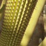 Stenocereus thurberi