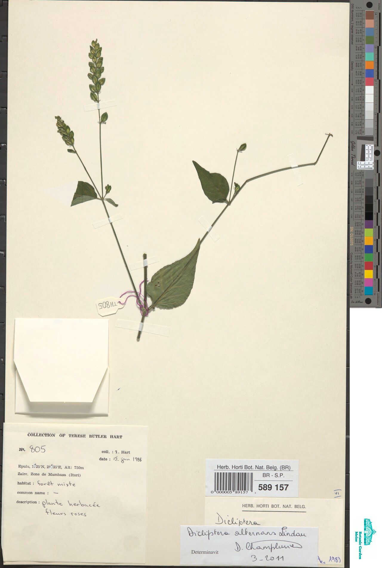 Dicliptera alternans — related species from the same genus