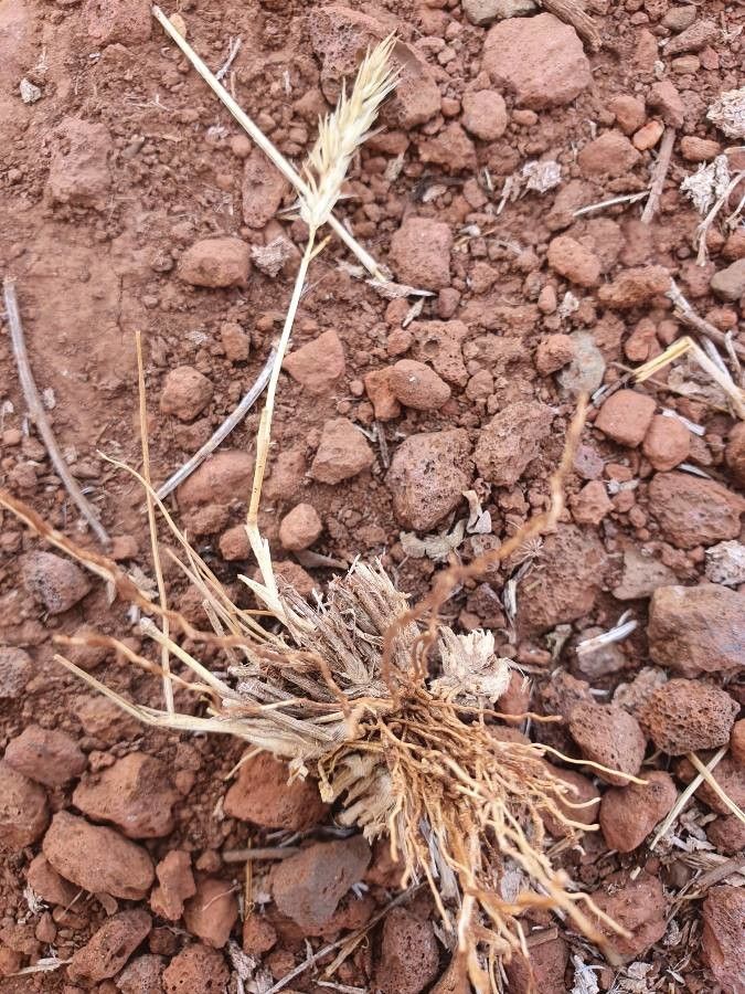 Enneapogon desvauxii bark