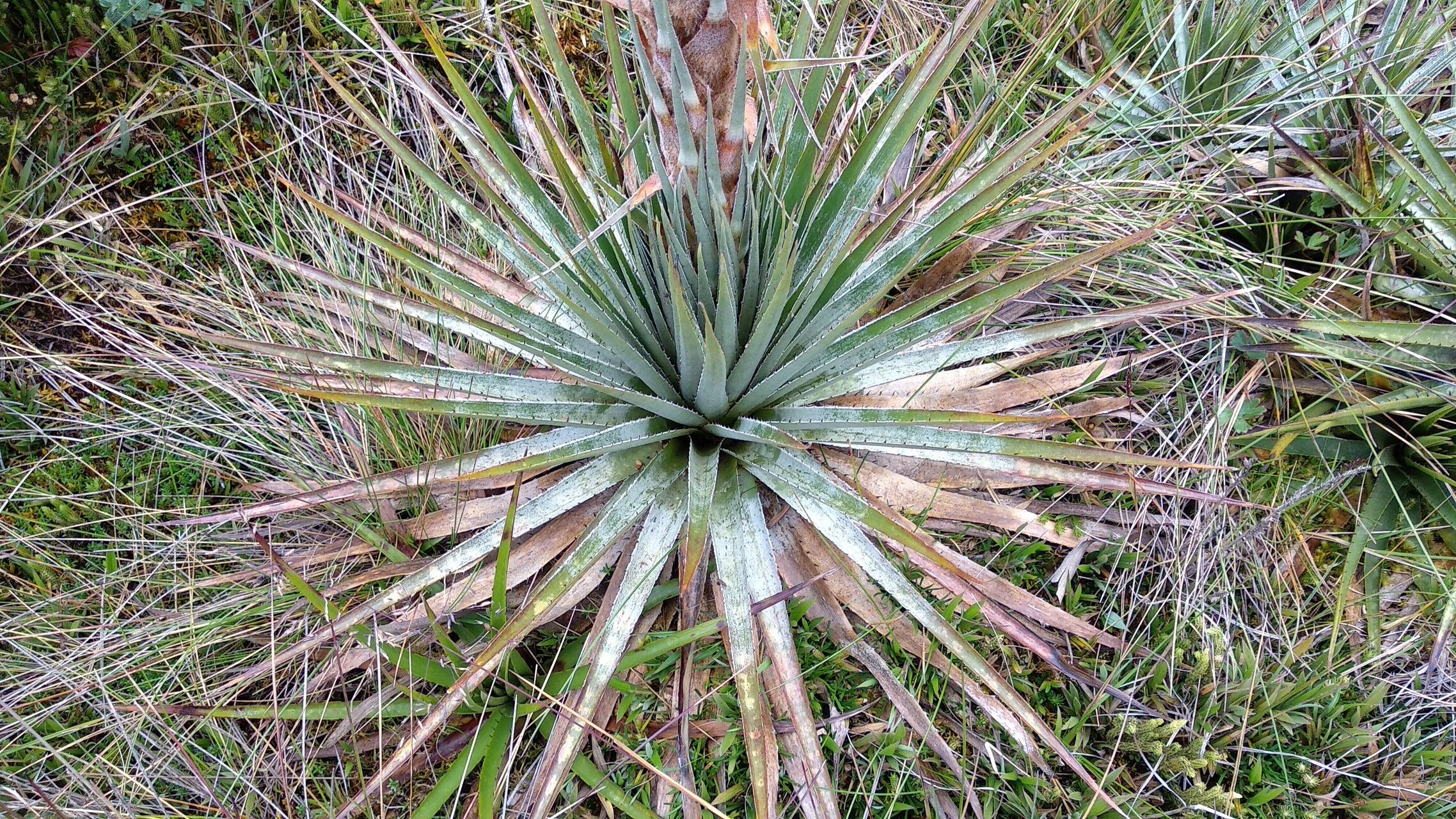 Puya trianae — search result for 'Puya'