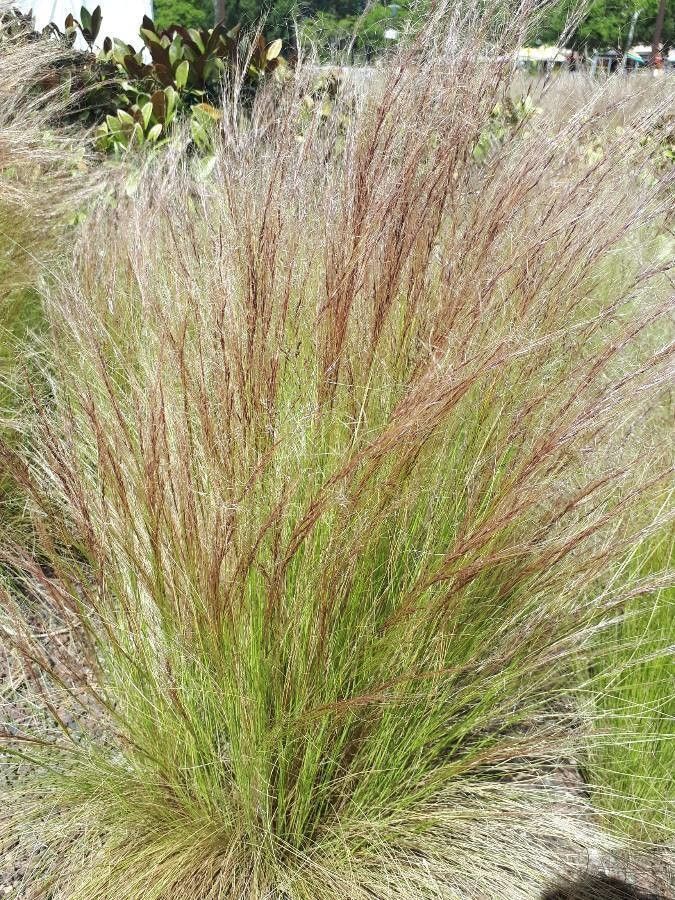 Elymus elymoides — search result for 'Elymus'