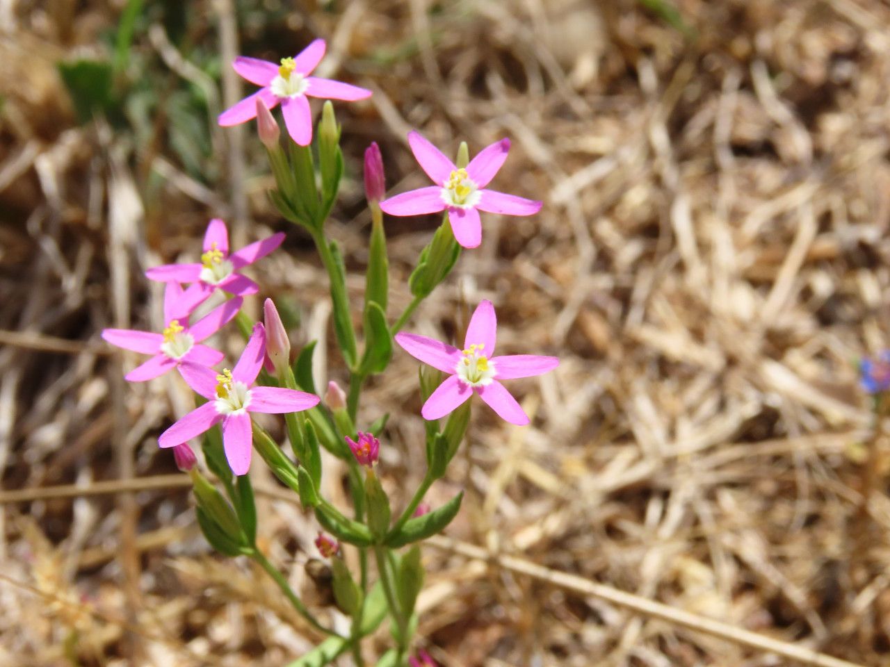 Centaurium tenuiflorum flower