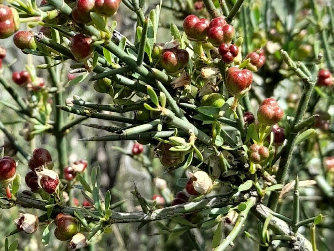 Discaria americana leaf