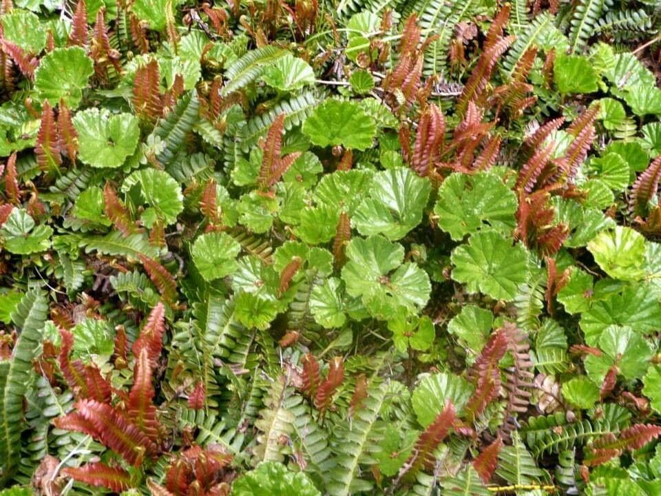 Gunnera magellanica — houseplant care guide