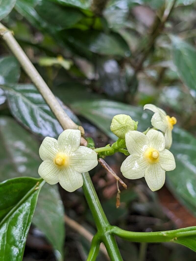 Matelea riparia — houseplant care guide