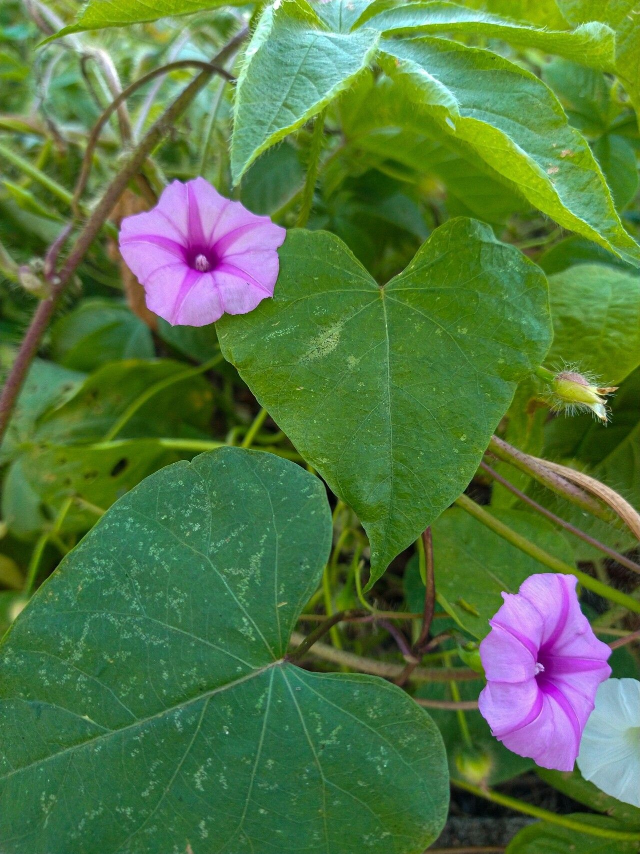 Ipomoea acanthocarpa