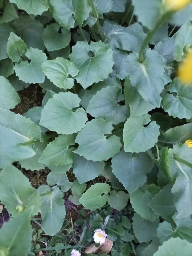Doronicum columnae leaf