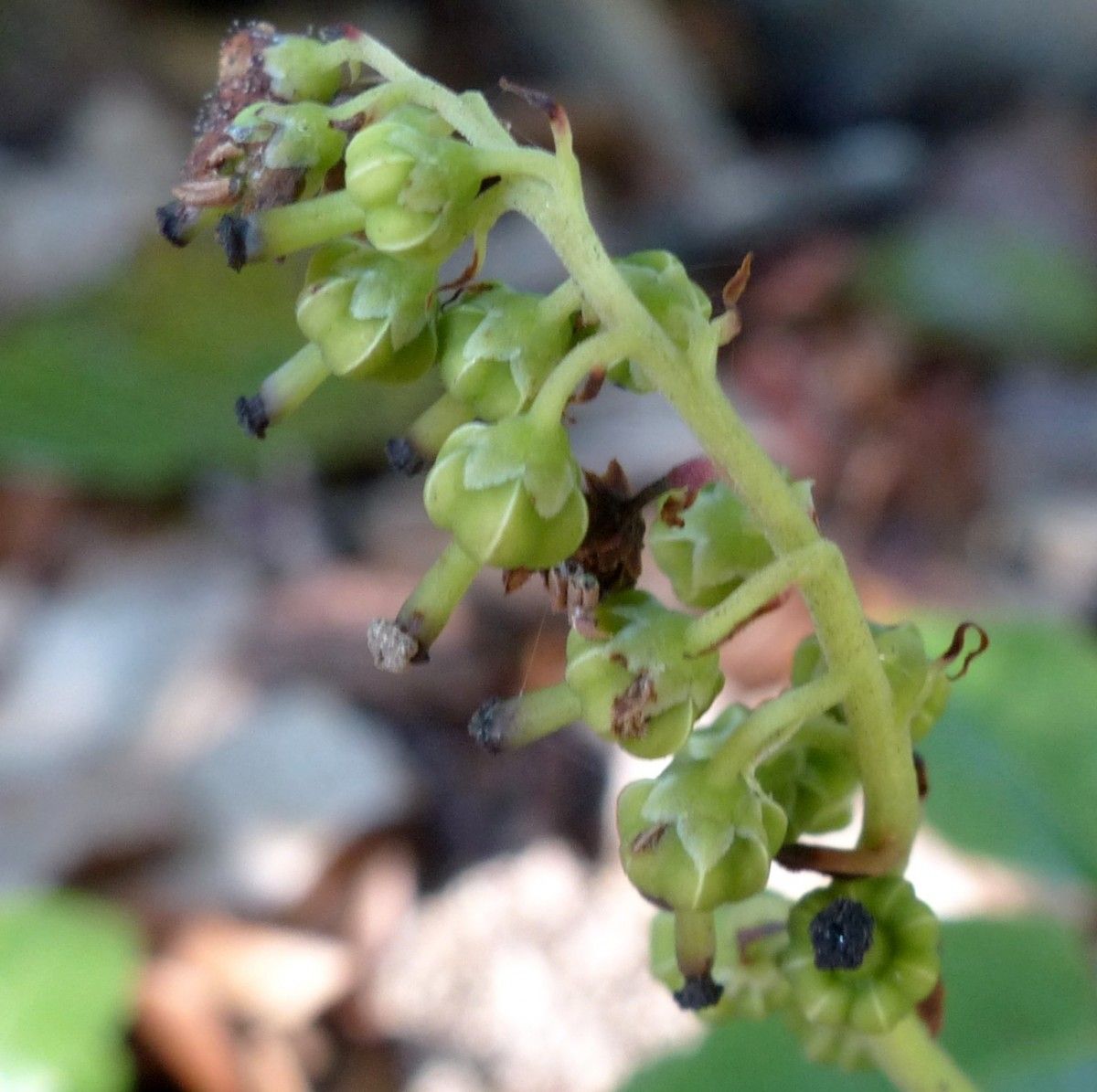 Orthilia secunda flower
