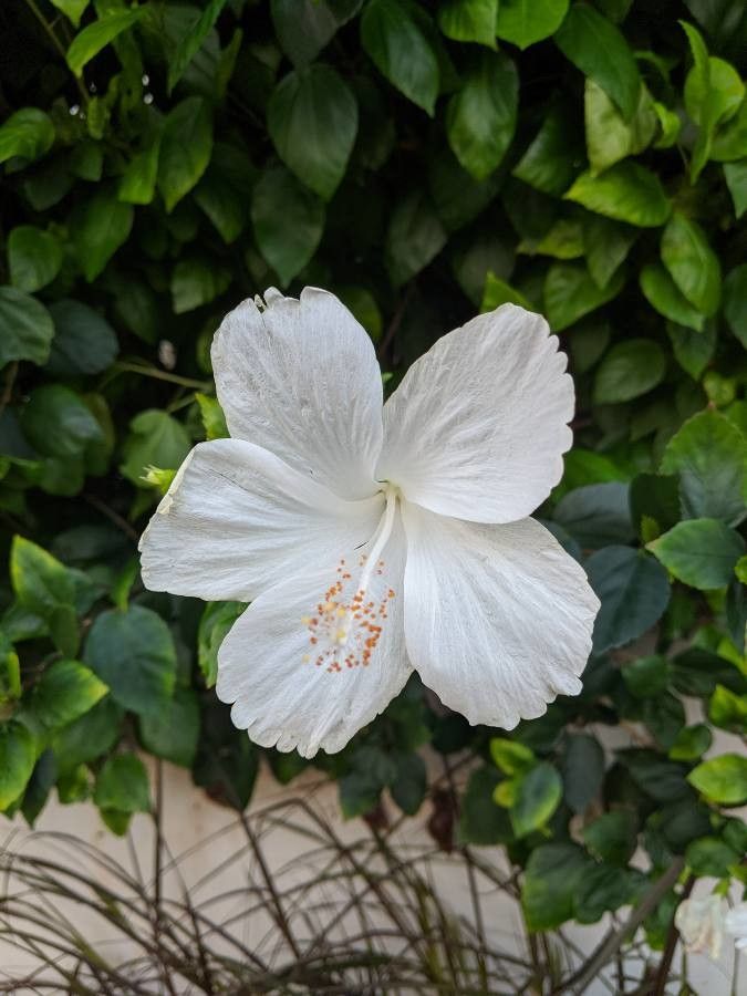 Hibiscus liliiflorus flower