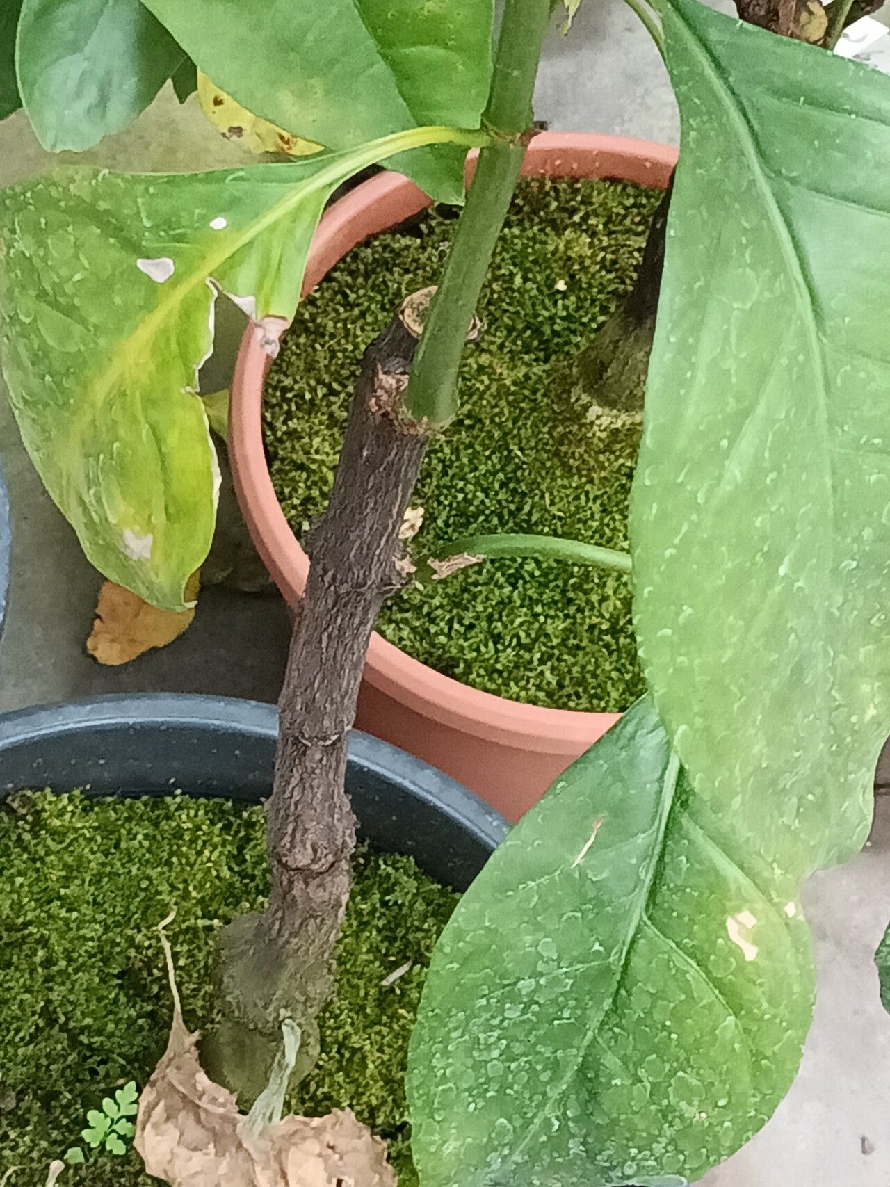 Psychotria calva bark