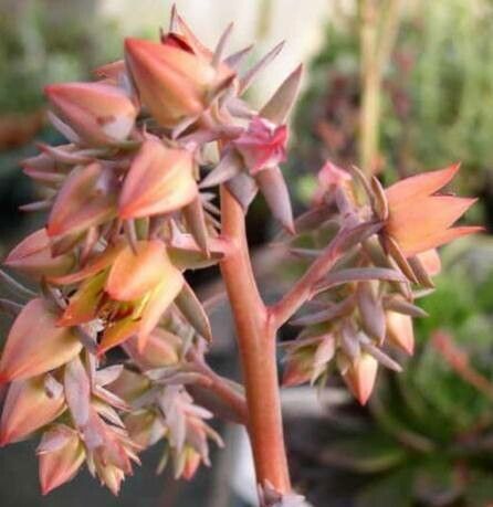 Echeveria fulgens flower