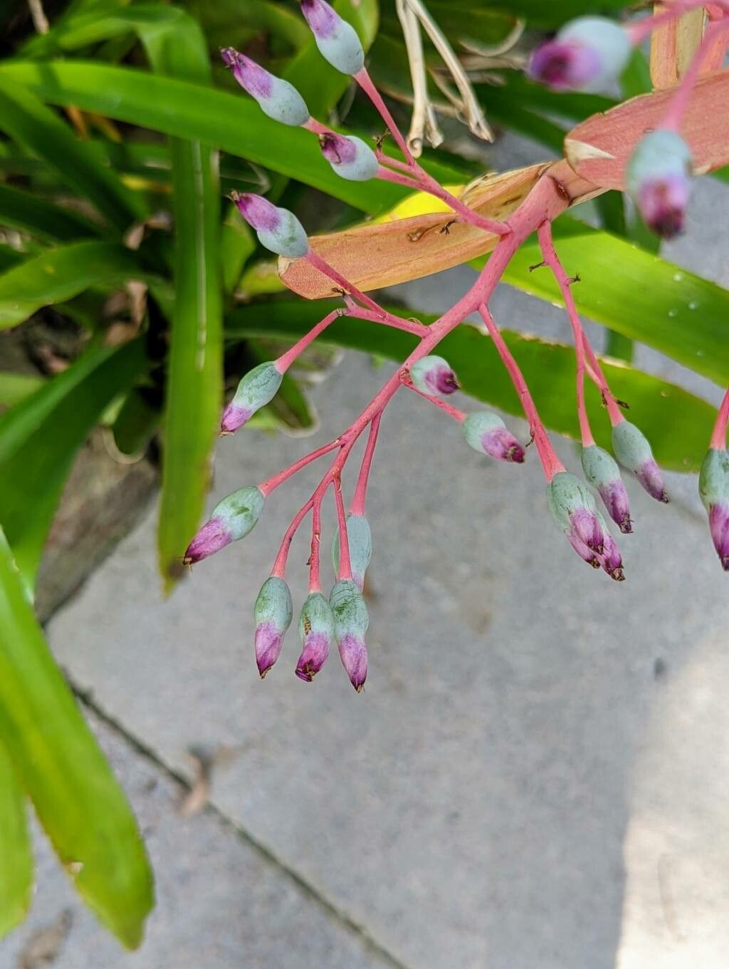 Portea petropolitana flower