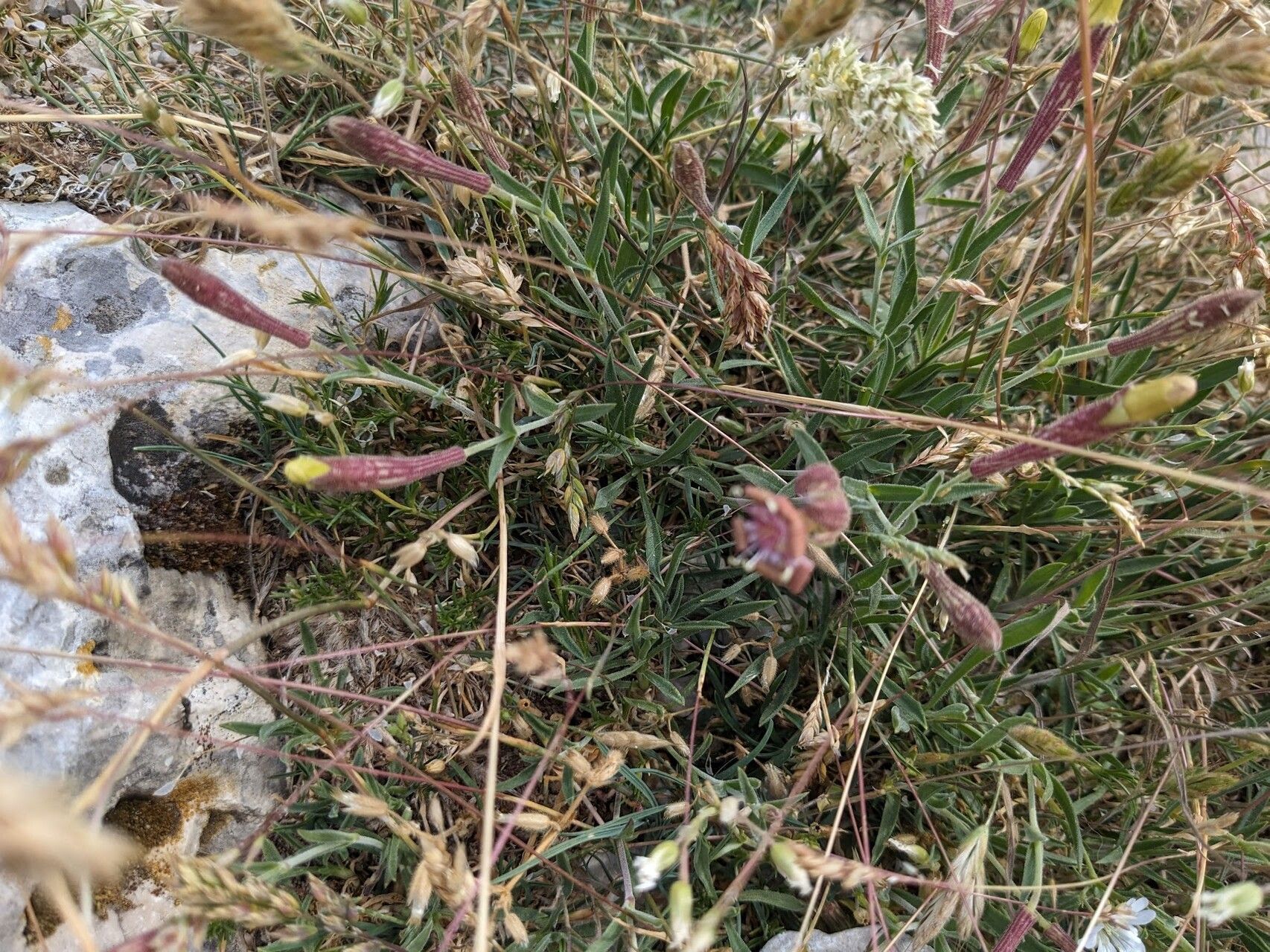 Silene petrarchae — houseplant care guide