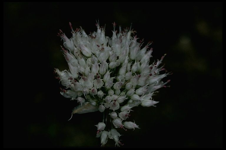 Allium sanbornii flower