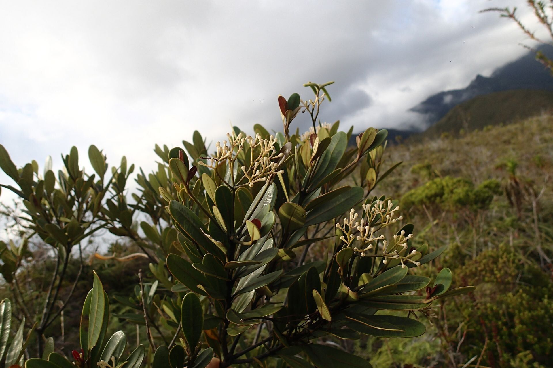 Alstonia legouixiae habit